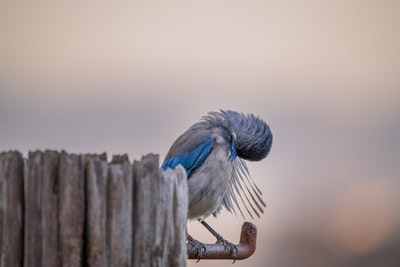 白天棕色木栅栏上的蓝白相间的鸟